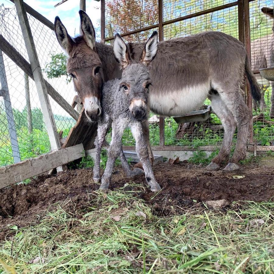 Agriturismo La Mussia Castelnuovo  Zewnętrze zdjęcie