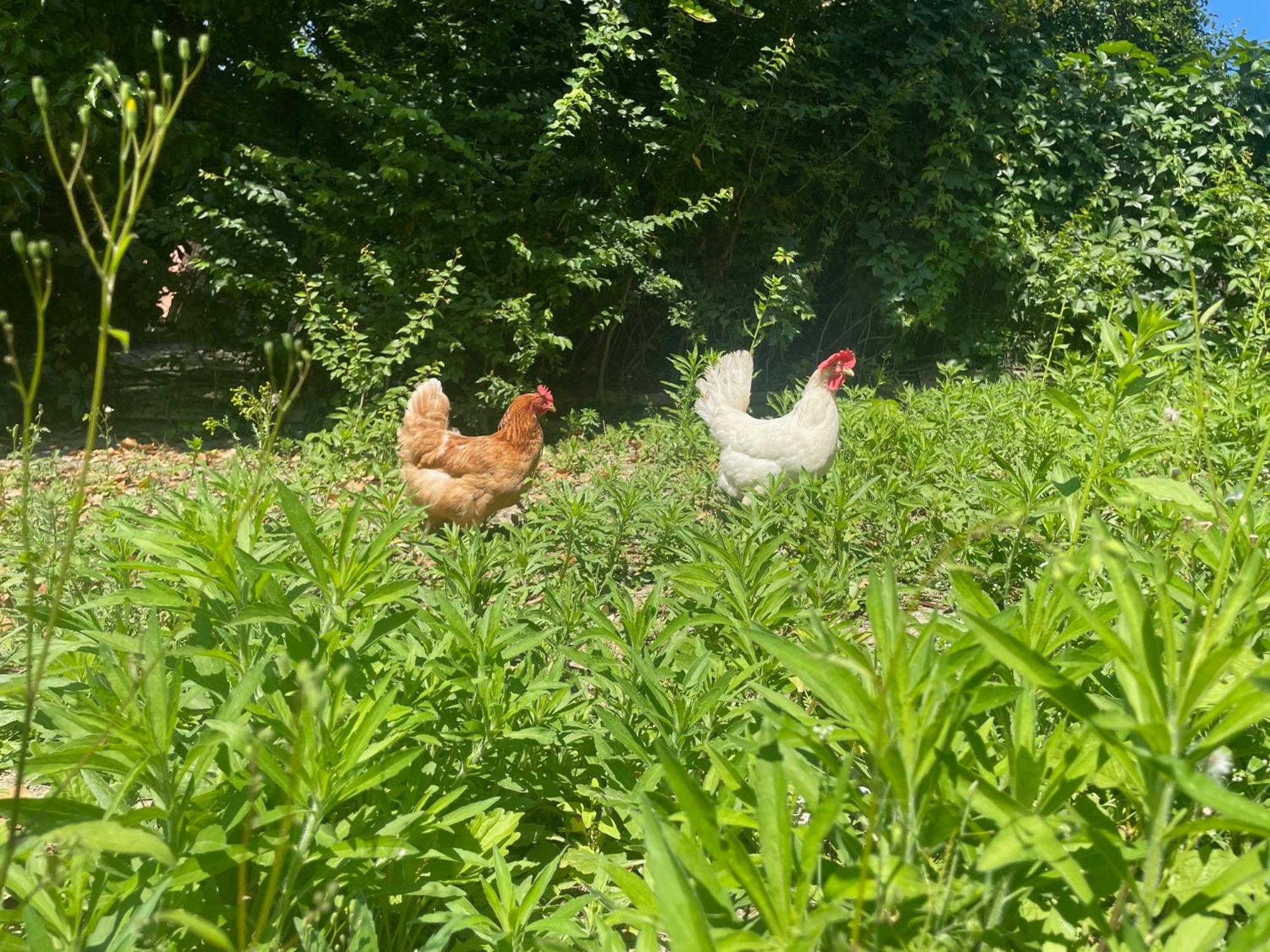 Agriturismo La Mussia Castelnuovo  Zewnętrze zdjęcie
