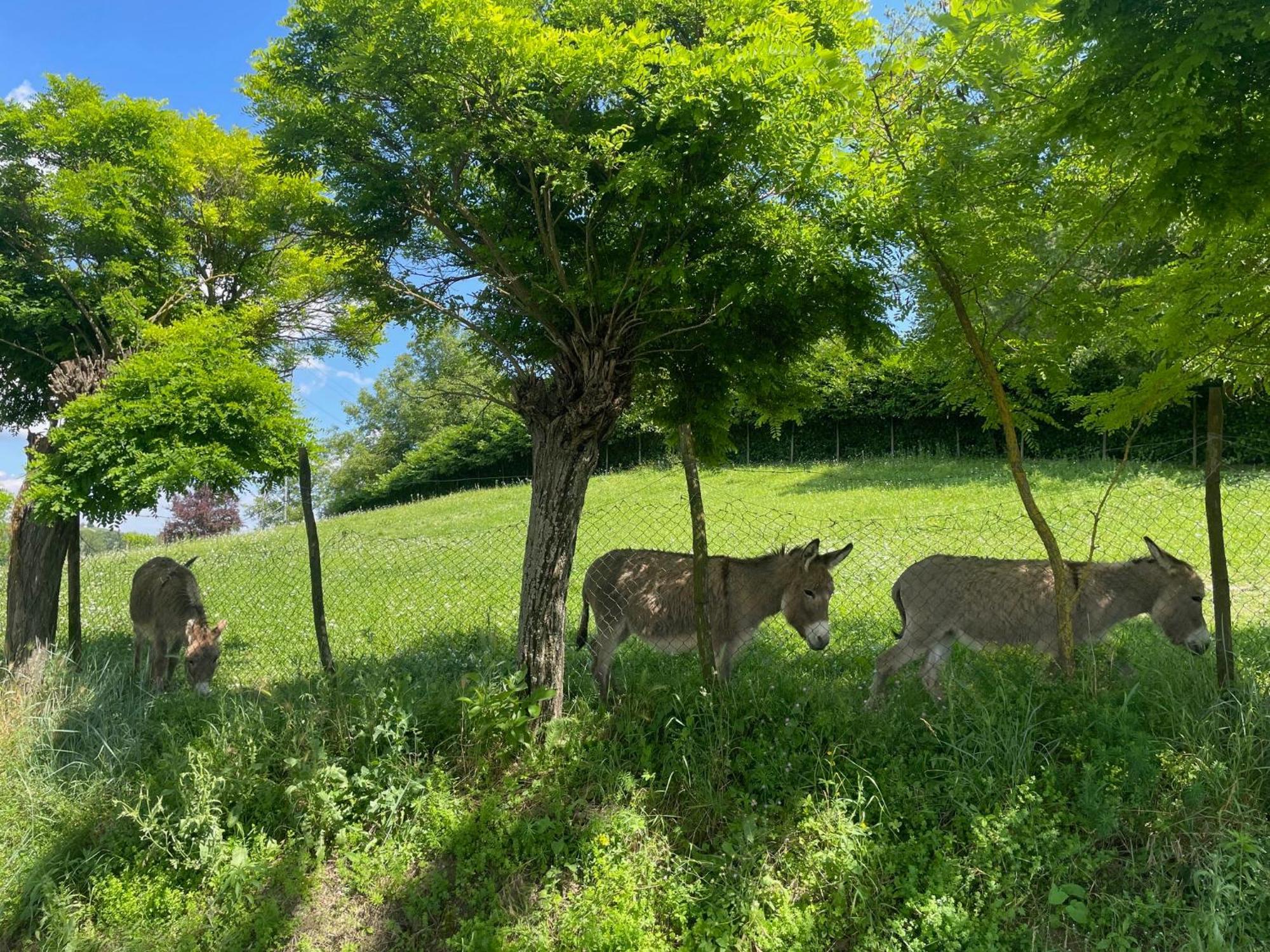 Agriturismo La Mussia Castelnuovo  Zewnętrze zdjęcie